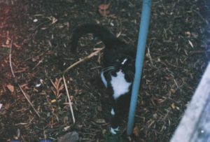 cat in kingsville melbourne