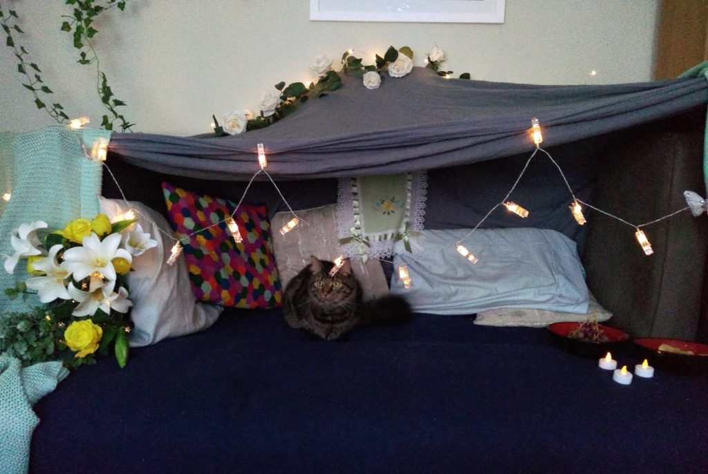dax the cat in a blanket fort