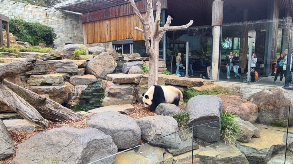 Adelaide Zoo Panda