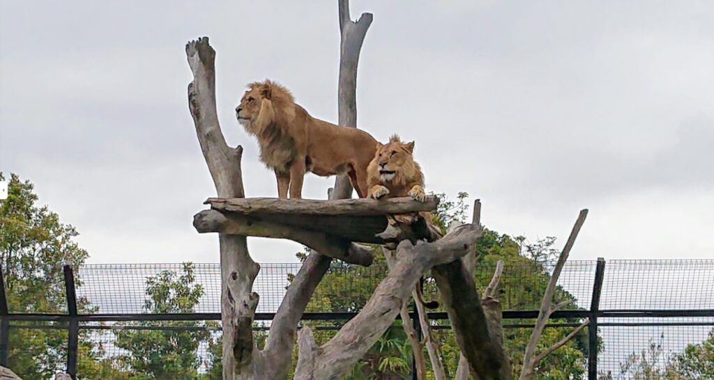 Melbourne Zoo Lions