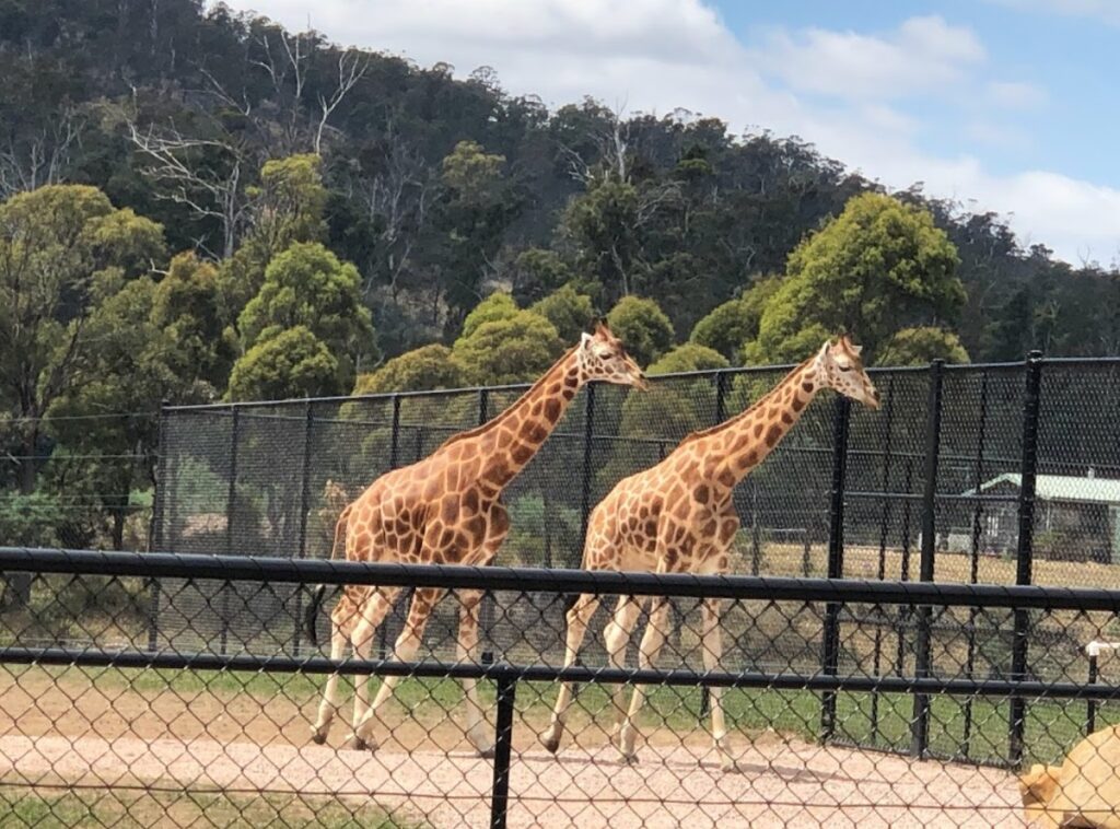 tasmania zoo giraffes