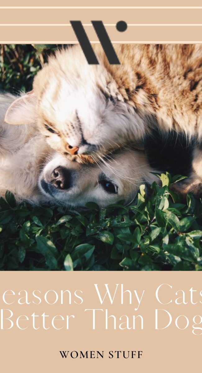 12 Reasons Why Cats Are Better Than Dogs Banner Image
