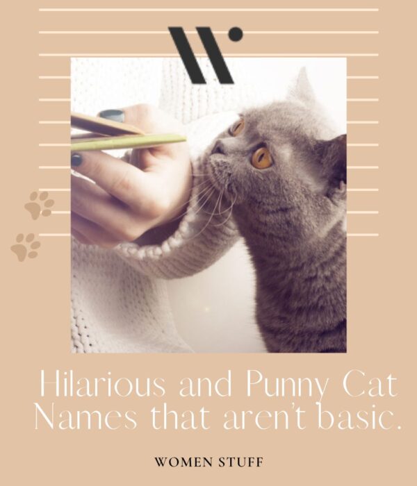 Hilarious and Punny Cat Names that aren’t basic Banner Image
