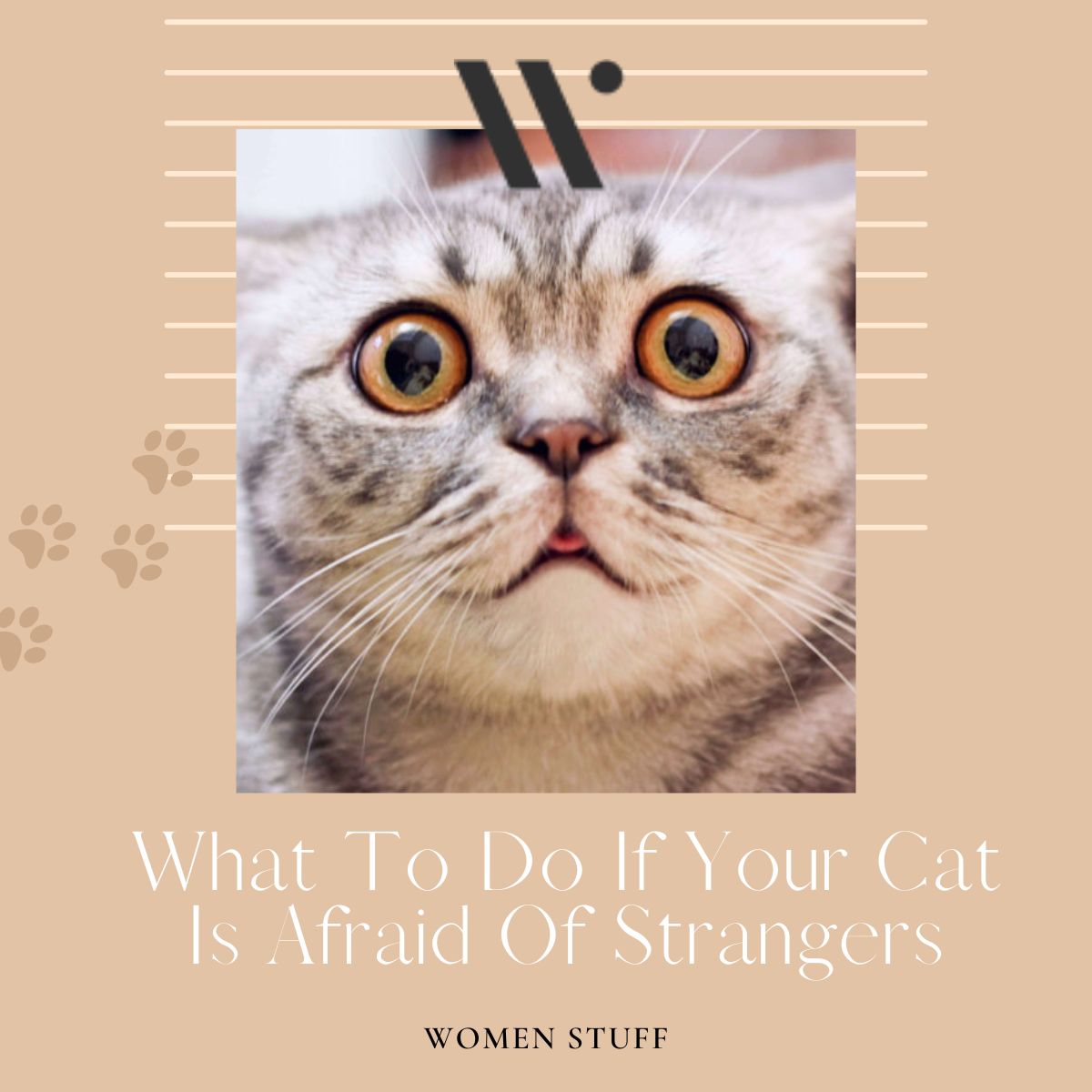 What To Do If Your Cat Is Afraid Of Strangers Banner Image