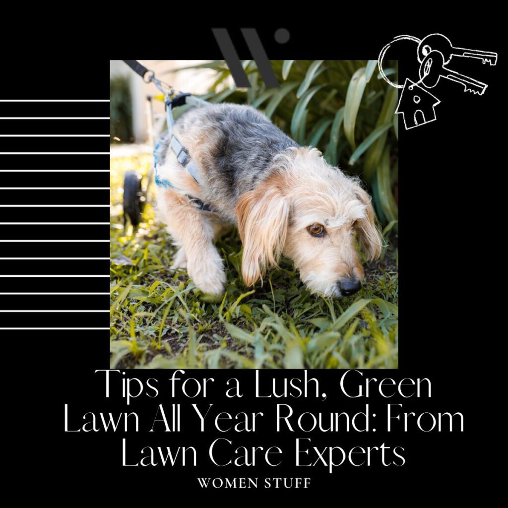 WS Tips for a Lush, Green Lawn All Year Round From Lawn Care Experts
